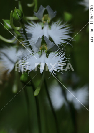 空を飛ぶ白鷺 114684765