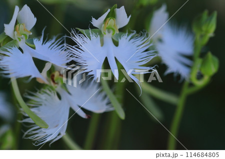 空を飛ぶ白鷺 空を飛ぶ白鷺 114684805