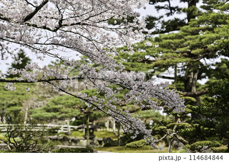 桜が満開の兼六園の春 114684844