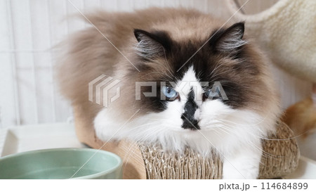 爪とぎの上で休む猫 爪とぎの上で休む猫 114684899