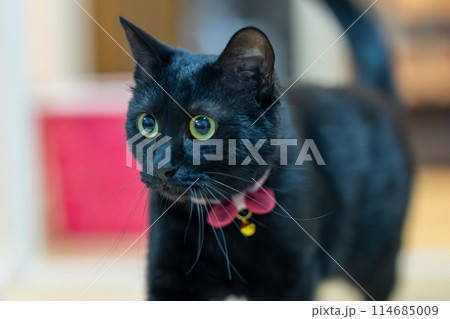 黒い猫 114685009