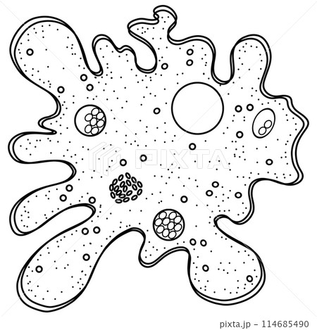 Amoeba move and feed by using pseudopods doodle Amoeba move and feed by using pseudopods doodle 114685490