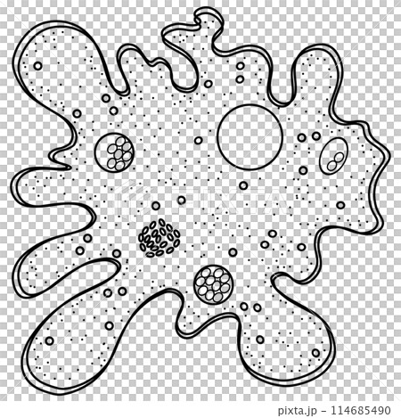 Amoeba move and feed by using pseudopods doodle Amoeba move and feed by using pseudopods doodle 114685490