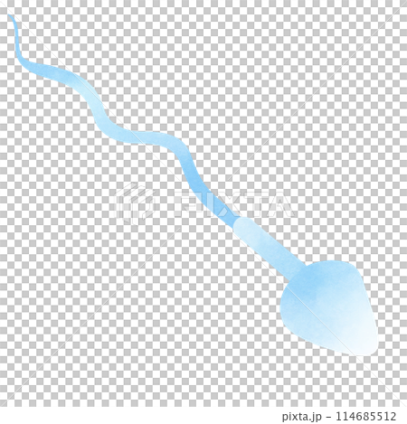 Sperm cells form during the process known as spermatogenesis 114685512