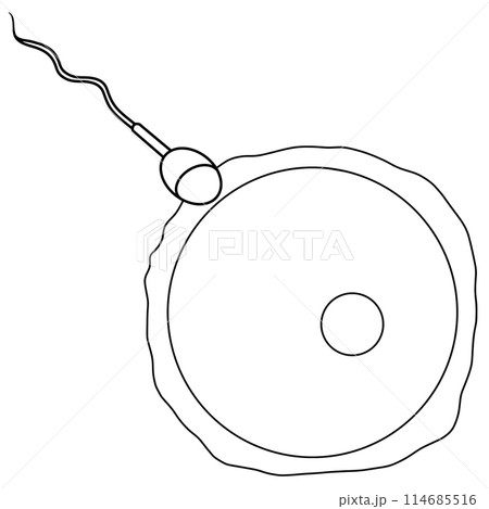 Stages Human Embryonic Development and Fertilized Eggs Doodle Stages Human Embryonic Development and Fertilized Eggs Doodle 114685516
