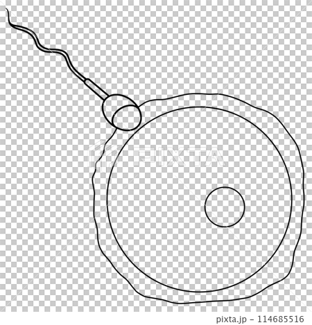 Stages Human Embryonic Development and Fertilized Eggs Doodle Stages Human Embryonic Development and Fertilized Eggs Doodle 114685516