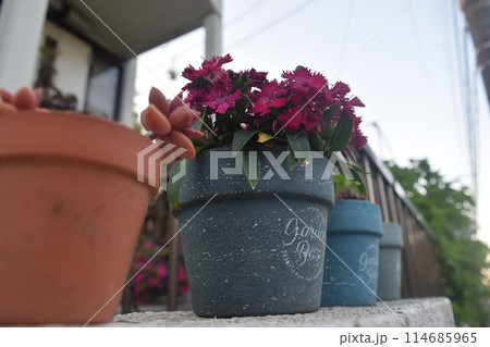 小人が見た世界　「庭の花壇」 114685965