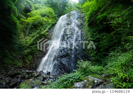 白猪の滝 中段部の夏の風景1 愛媛県東温市 白猪の滝 中段部の夏の風景1 愛媛県東温市 114686119