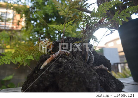 小人が見た世界　「観葉植物　ダバリア」 114686121