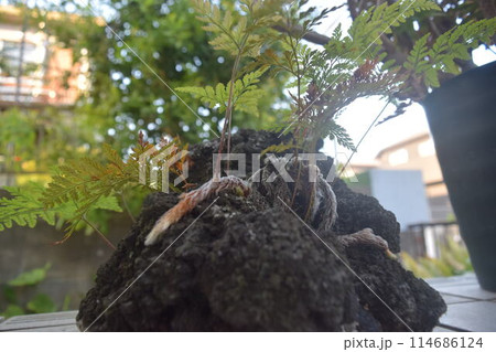 小人が見た世界　「観葉植物　ダバリア」 114686124