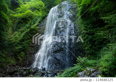 白猪の滝　中段部の夏の風景4　愛媛県東温市 114686125