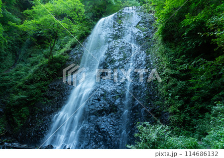 白猪の滝　中段部の夏の風景5　愛媛県東温市 114686132