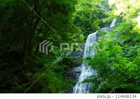 白猪の滝 上段と中段の夏の風景1 愛媛県東温市 白猪の滝 上段と中段の夏の風景1 愛媛県東温市 114686134