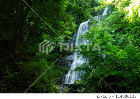 白猪の滝　上段と中段の夏の風景2　愛媛県東温市 114686135