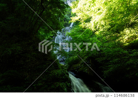 白猪の滝　夏の風景4　愛媛県東温市 114686138