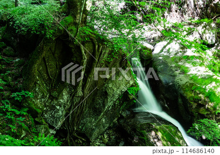 白猪の滝 雨滝の夏の風景2 愛媛県東温市 白猪の滝 雨滝の夏の風景2 愛媛県東温市 114686140