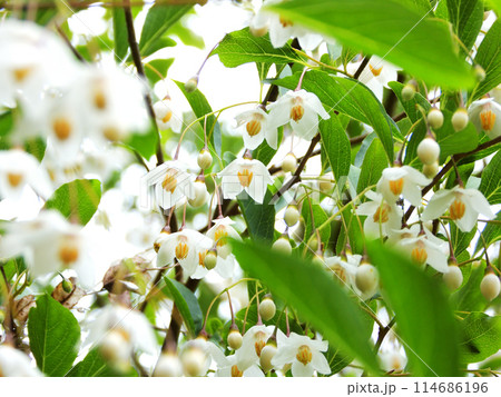 エゴノキの花 エゴノキの花 114686196