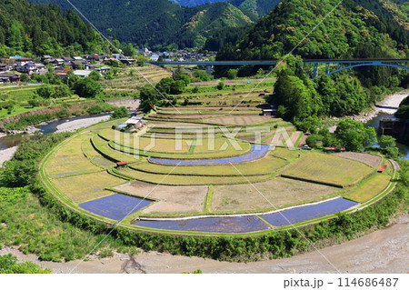 【和歌山県】田植え時期のあらぎ島 【和歌山県】田植え時期のあらぎ島 114686487