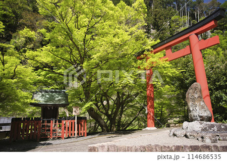 新緑の中の梶取社と貴船神社一の鳥居　横構図3 114686535