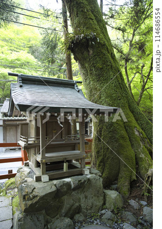 新緑の貴船神社　白髭社と樹齢600年のケヤキ 縦構図1 114686554