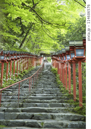 貴船神社 南参道 新緑に映える春日灯籠 縦構図2 貴船神社 南参道 新緑に映える春日灯籠 縦構図2 114686576