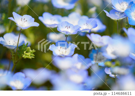 ネモフィラ 114686611