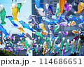 鯉のぼり 114686651