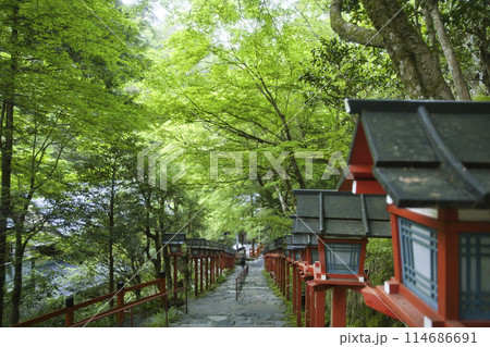貴船神社　新緑に映える春日灯籠　横構図1 114686691
