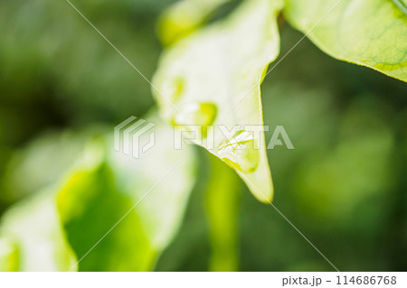 rain water drop on green leaf closeup natural background rain water drop on green leaf closeup natural background 114686768