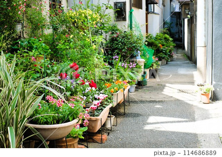 道路に置かれた植木鉢 道路に置かれた植木鉢 114686889