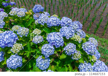 紫陽花の花と田んぼの稲　 114687153