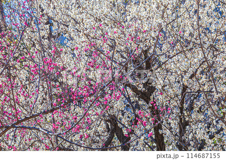 梅林の梅の花 東京都 梅林の梅の花 東京都 114687155