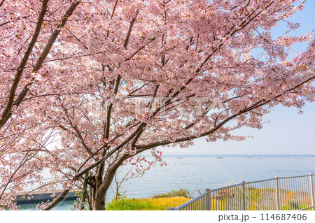 瀬戸内海を展望できる道の駅「みつ」に咲く桜(兵庫県たつの市御津町室津)※作品コメント欄に撮影位置 瀬戸内海を展望できる道の駅「みつ」に咲く桜(兵庫県たつの市御津町室津)※作品コメント欄に撮影位置 114687406