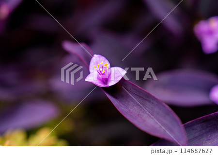 ムラサキゴテン ムラサキゴテン 114687627