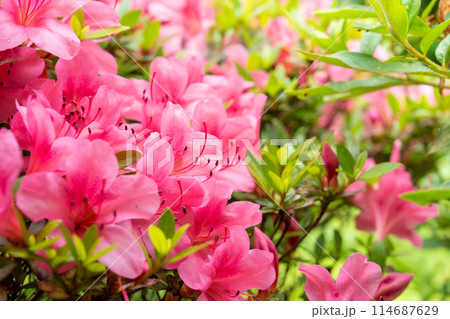 ツツジの花と若葉 ツツジの花と若葉 114687629