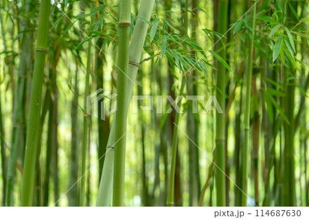 竹林に生える竹 竹林に生える竹 114687630