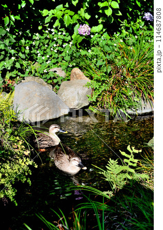 二羽のカモの風景 114687808