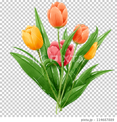 Handdrawn illustration watercolor colorful tulips bouquets arrangement Spring floral clipart greeting card bridal shower wedding invitation Botanical painting Handdrawn illustration watercolor colorful tulips bouquets arrangement Spring floral clipart greeting card bridal shower wedding invitation Botanical painting 114687889