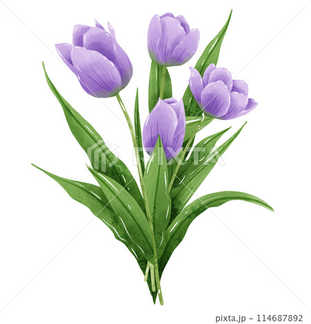 Handdrawn illustration watercolor colorful tulips bouquets arrangement Spring floral clipart greeting card bridal shower wedding invitation Botanical painting 114687892