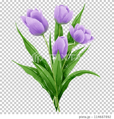 Handdrawn illustration watercolor colorful tulips bouquets arrangement Spring floral clipart greeting card bridal shower wedding invitation Botanical painting 114687892