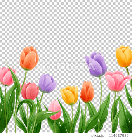 Handdrawn illustration watercolor colorful tulips frames wreaths arrangement Spring floral clipart greeting card bridal shower wedding invitation Botanical painting 114687983