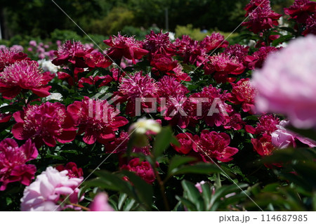 ぼたん(赤) ぼたん(赤) 114687985