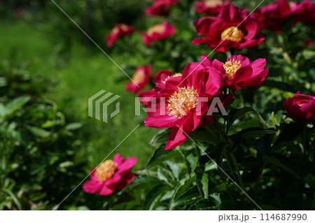 ぼたん(赤) ぼたん(赤) 114687990