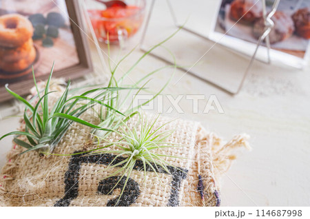 エアープランツ 114687998