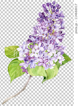 Watercolor illustration of lilac. Branch of purple syringa with leaves, flowers and buds. Fragrant spring flower on a transparent background. Botanical illustration for wedding invitation, greeting 114688017