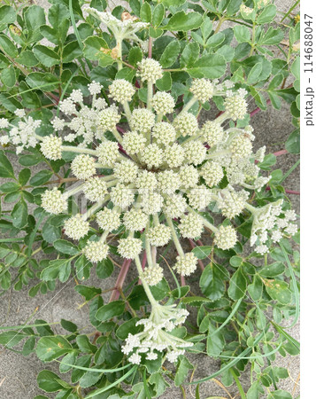 ハマボウフウ(浜防風)の花 ハマボウフウ(浜防風)の花 114688047