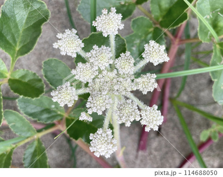 ハマボウフウ(浜防風)の花 ハマボウフウ(浜防風)の花 114688050