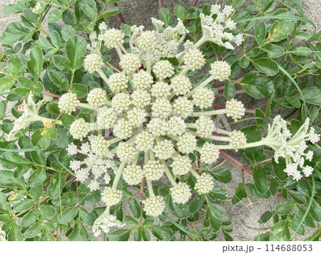 ハマボウフウ(浜防風)の花と果実 ハマボウフウ(浜防風)の花と果実 114688053