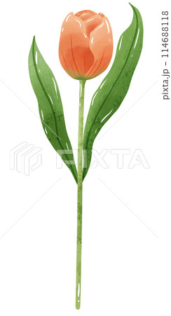 Handdrawn illustration watercolor orange tulip with green leaves Spring floral clipart greeting card bridal shower wedding invitation Botanical painting 114688118