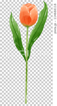 Handdrawn illustration watercolor orange tulip with green leaves Spring floral clipart greeting card bridal shower wedding invitation Botanical painting 114688118